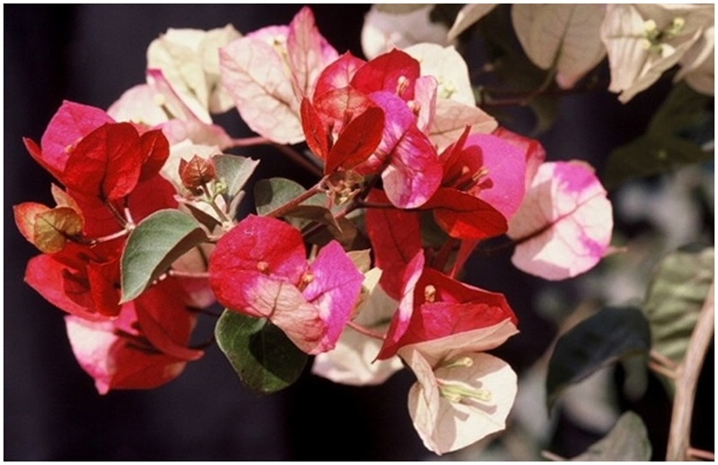 The_Brilliant_Bougainvilleas_Part_8e.jpg
